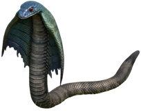 提卡爾 艾庫卡伊拉-Photoroom.png